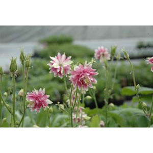 Aquilegia Nora Barlow - Harangláb