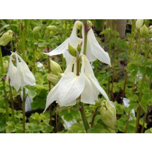 Aquilegia vulgaris Alba - Harangláb