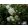 Aquilegia vulgaris White Barlow - Harangláb