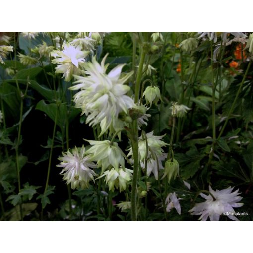 Aquilegia vulgaris White Barlow - Harangláb