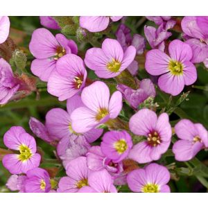 Arabis caucasica Rosea - Ikravirág