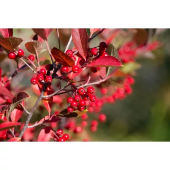 Törpeberkenye (Aronia)