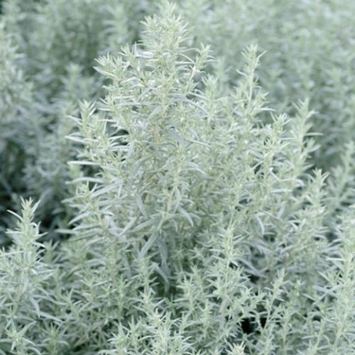 Artemisia lud. 'Silver Queen' - Üröm