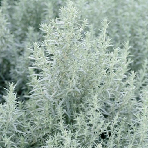 Artemisia ludovica Silver Queen - Üröm