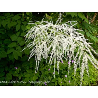 Tündérfürt (Aruncus)