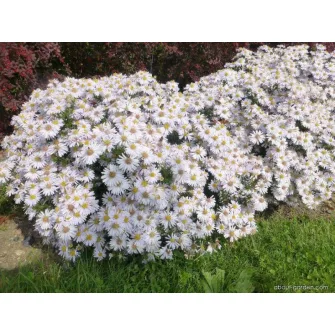 Őszirózsa (Aster)
