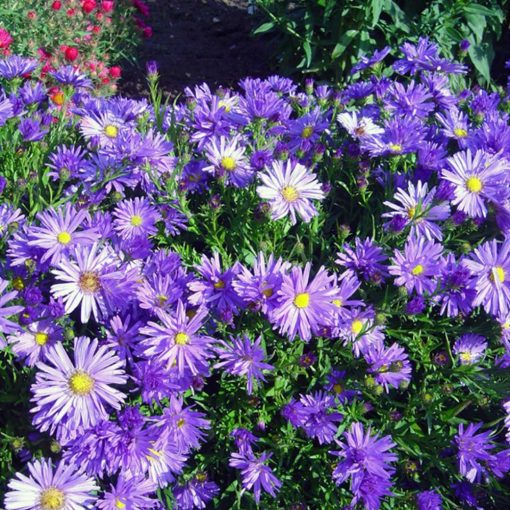 Aster divaricatus Mittelmeer - Évelő őszirózsa