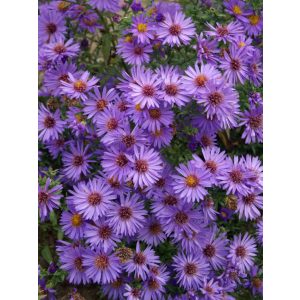 Aster dumosus Woods Purple - Évelő őszirózsa