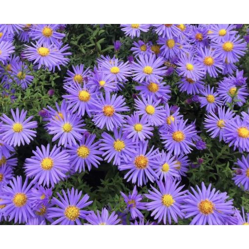 Aster ageratoides Asran - Ázsiai őszirózsa