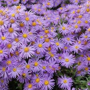 Aster ageratoides Eleven Purple - Ázsiai őszirózsa