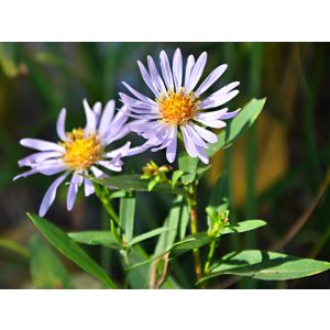 Aster foliaceus var. parryi - Évelő őszirózsa