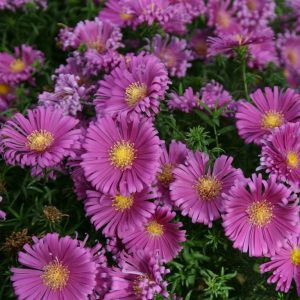 Aster Island Tonga - Évelő őszirózsa