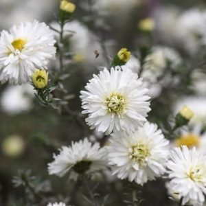 Aster novi-belgii White Ladies - Kopasz őszirózsa