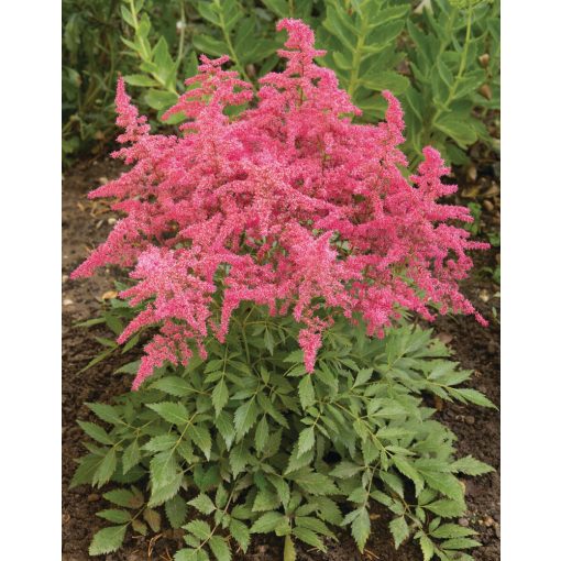 Astilbe arendsii Astary Rose Shades - Tollbuga