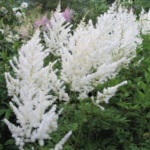 Astilbe arendsii Diamant - Tollbuga