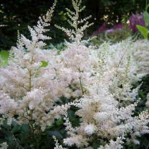 Astilbe arendsii Easy Listening - Tollbuga