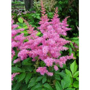 Astilbe arendsii Rhytm and Blues - Tollbuga