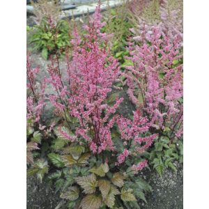 Astilbe simplicifolia Dunkellachs - Tollbuga