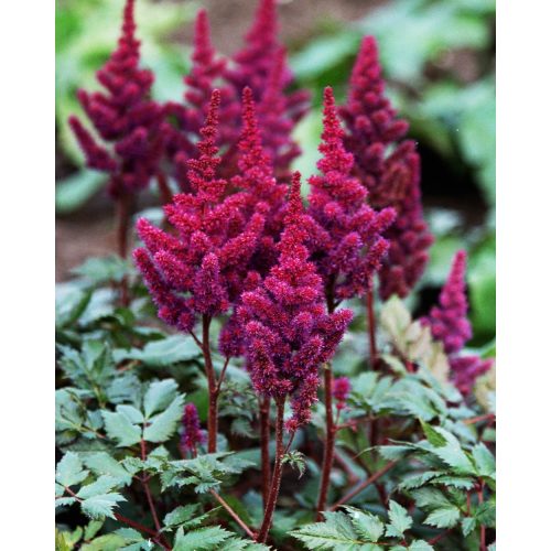 Astilbe chinensis 'Vision in Red' ® - Tollbuga