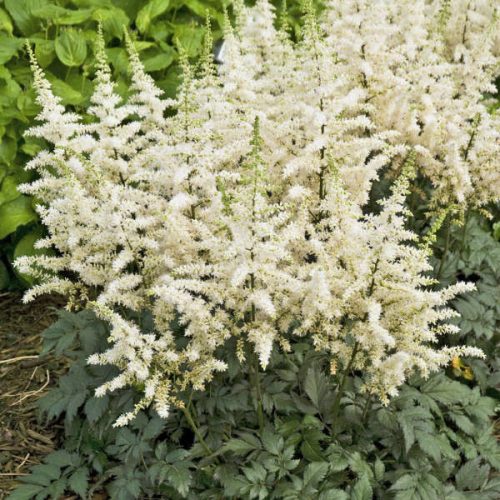 Astilbe chinensis 'Visions in White' ® - Tollbuga