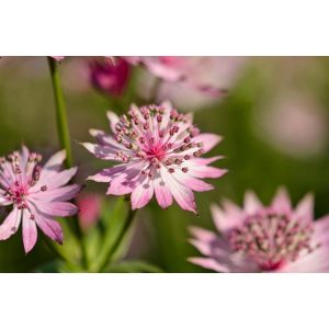 Astrantia major Roma - Völgycsillag