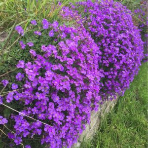 Aubrieta gracilis Purple - Pázsitviola