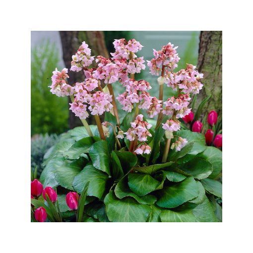 Bergenia Baby Doll- Bőrlevél