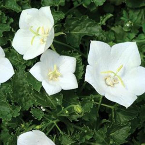 Campanula carpatica 'Pearl White' - Kárpáti harangvirág