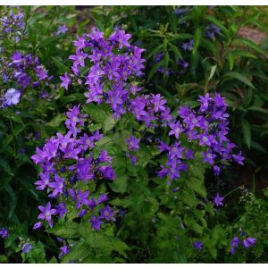 Campanula lactiflora - Nagytermetű harangvirág