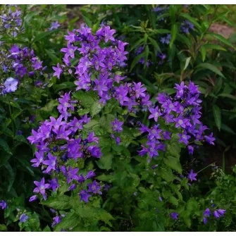 Harangvirág (Campanula)