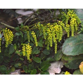 Sűrűlevél (Chiastophyllum)