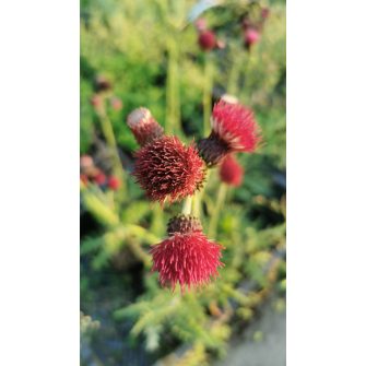 Aszat (Cirsium)