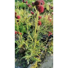 Cirsium rivulare Atropurpureum - Csermelyaszat