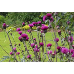 Cirsium rivulare Trevors Blue Wonder - Csermelyaszat