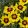 Coreopsis grandiflora Sunkiss - Menyecskeszem