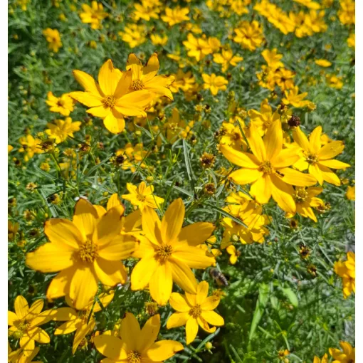 Coreopsis verticillata Grandiflora - Menyecskeszem
