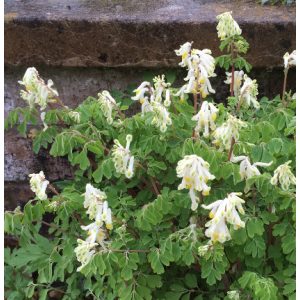 Corydalis ochroleuca - Keltike