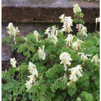 Keltike (Corydalis)
