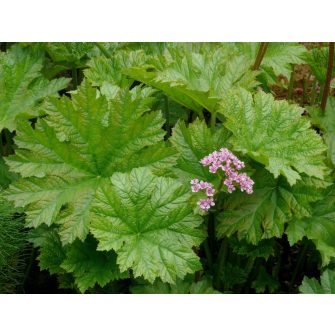 Pajzslevél (Darmera)