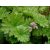Darmera peltata (= Peltiphyllum peltatum) - Pajzslevél