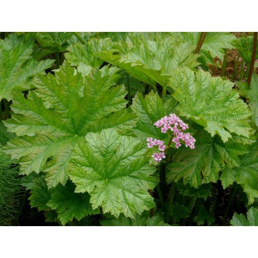 Darmera peltata (= Peltiphyllum peltatum) - Pajzslevél