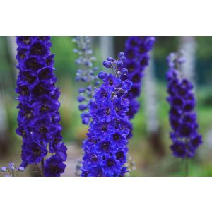 Delphinium Black Knight - Évelő szarkaláb