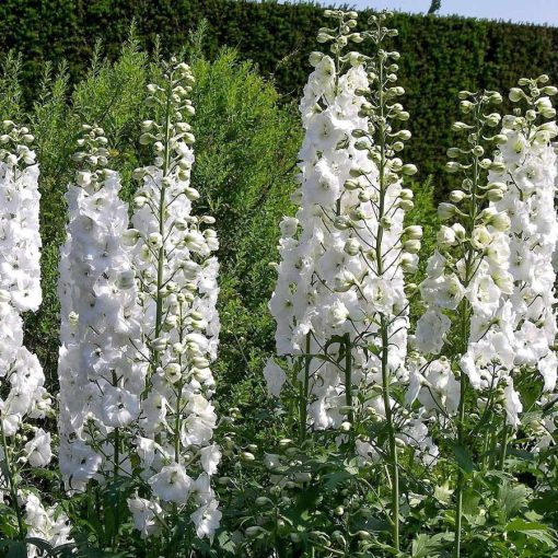 Delphinium Galahad - Évelő szarkaláb