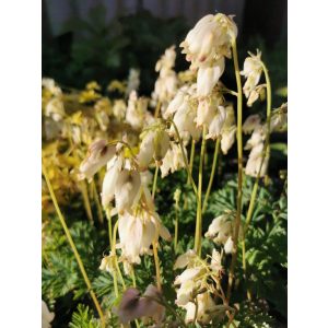 Dicentra formosa Aurora - Szép szívvirág