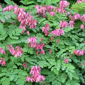 Szívvirág (Dicentra)