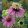 Echinacea purpurea Double Decker - Kasvirág