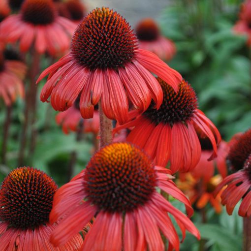 Echinacea purpurea Firebird - Kasvirág