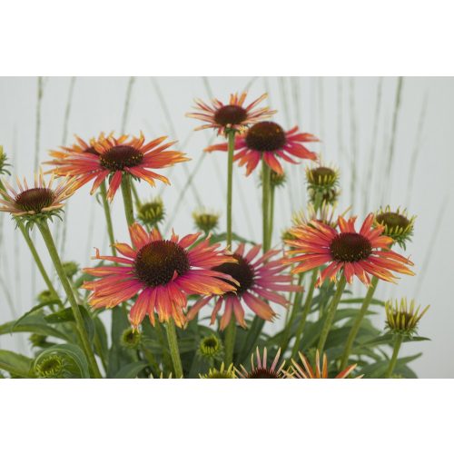 Echinacea purp. 'Fountain Orange Bicolor' ® - Kasvirág
