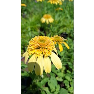 Echinacea purpurea Lemon Drop - Kasvirág