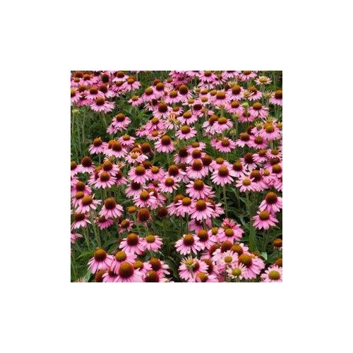 Echinacea purp. 'Meditation' ® - Kasvirág